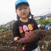 サツマイモ堀り遠足