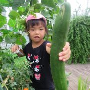 夏野菜収穫