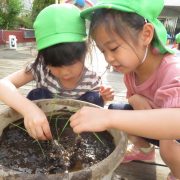 バケツ稲の植えつけ