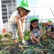 野菜収穫